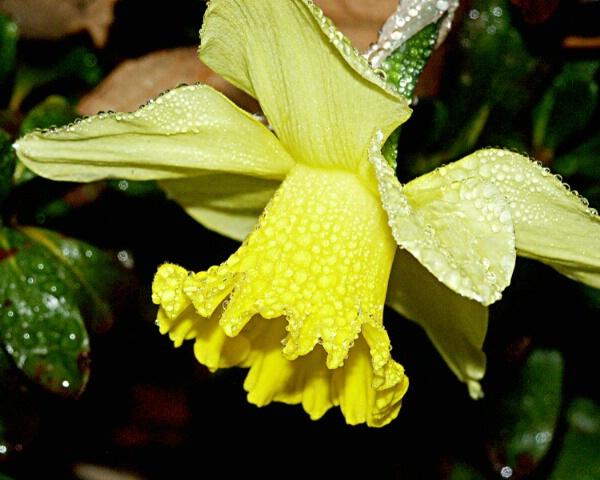 Early Morning Daffodil