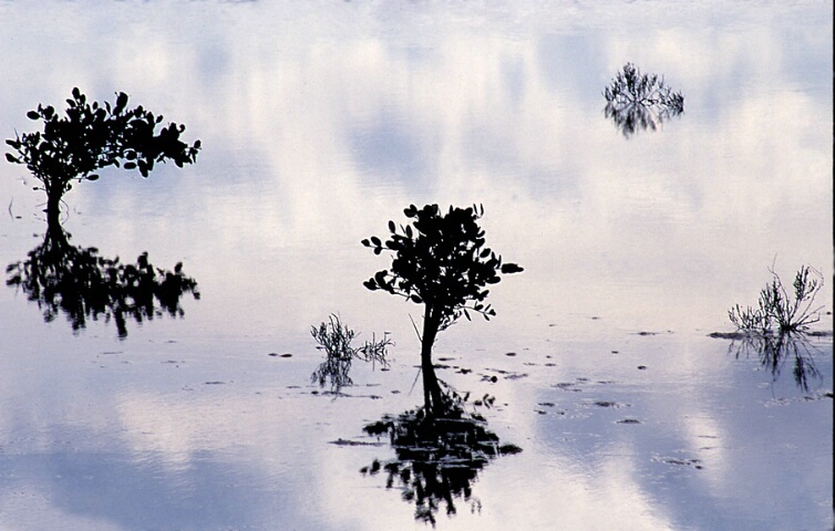 Heavenly mangroves