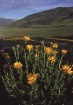 Daisy at dawn