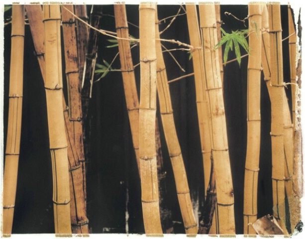 Bamboo