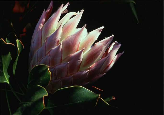 Prize Protea