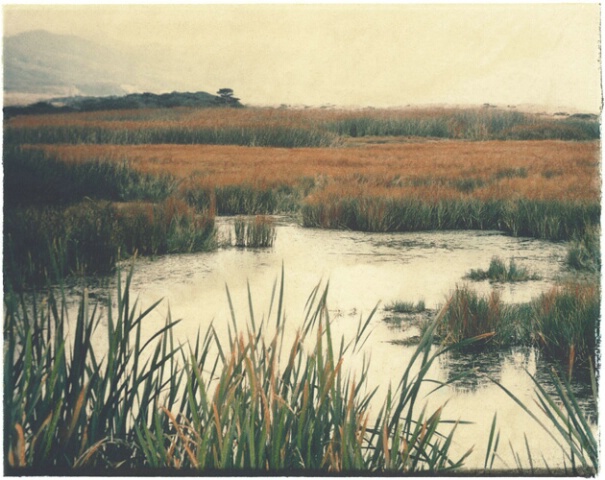 Estero, Point Reyes