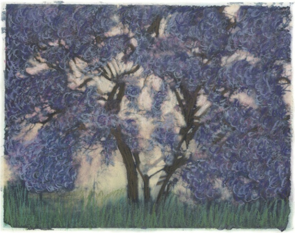 Jacaranda Tree