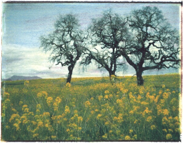 Trees and Mustard