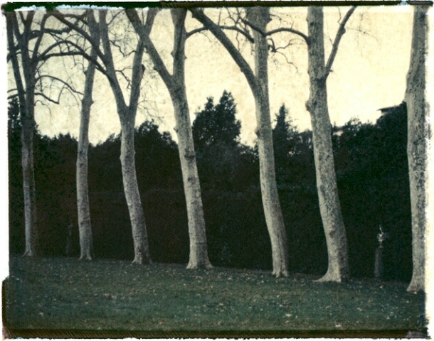 Trees, Boboli Gardens, Florence