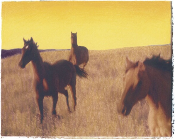 Horses