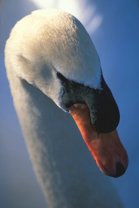 Swan #2