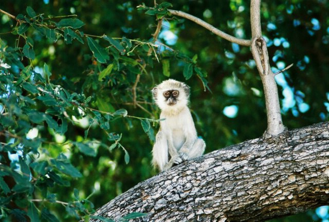 wise vervet in tree