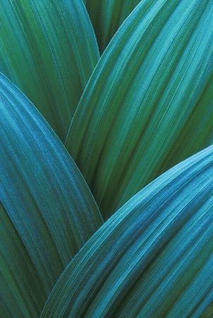 Corn Lily Leaves