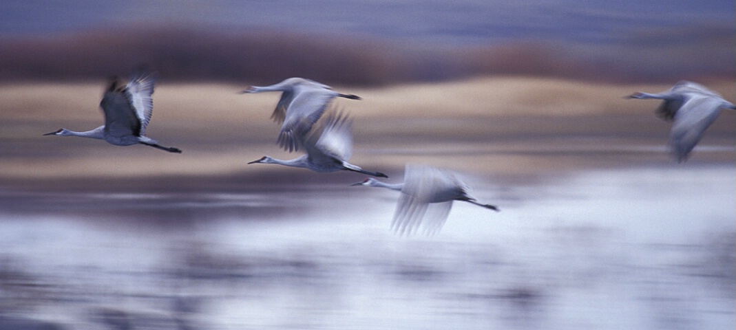 Cranes In Flight, Bosque del Apache, NM