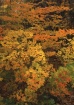 Fall Palette in b...