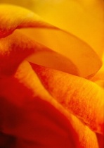 Abstracts