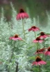 Twirling Coneflow...