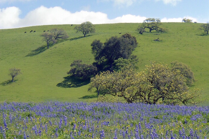California Springtime Calendar - Lupine and Oaks
