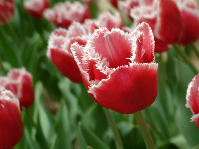 Feathery Tulips