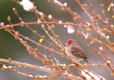 A House Finch.