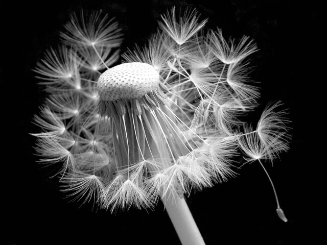 Incredible Dandelion I