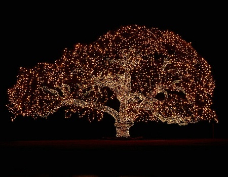 A De-light-ful Tree