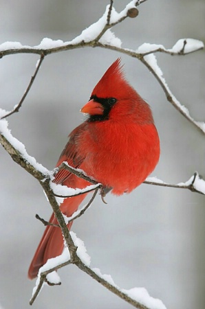 Snow Cardinal