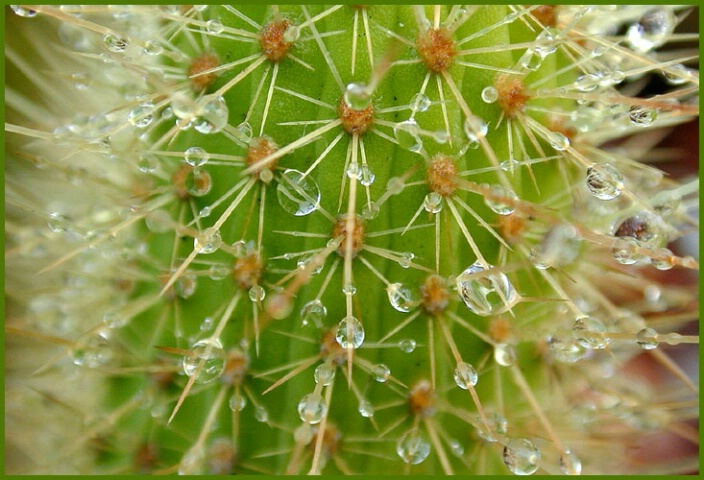 Beaded Spines