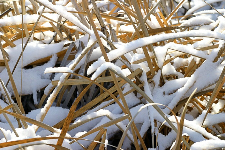 Snow and Sunlight on Cattails