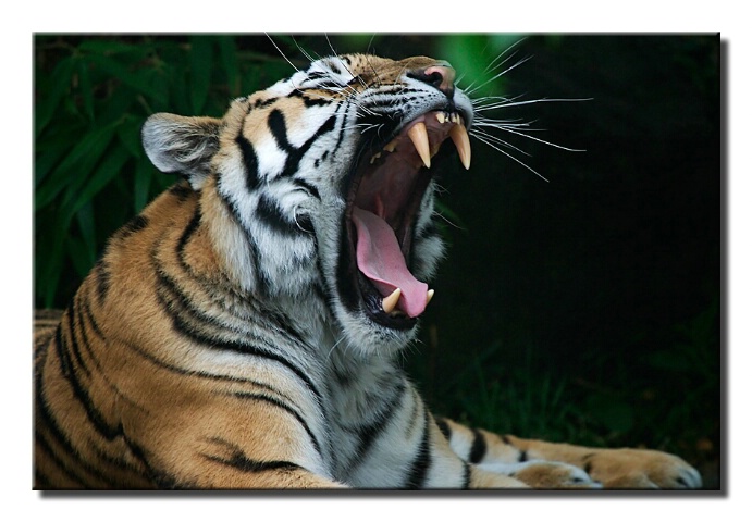 Great yawn