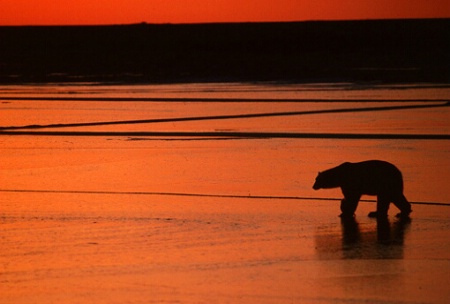 polarbear on red ice