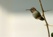 Hummingbird on Bo...