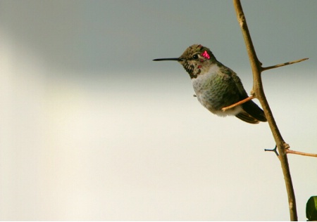 Hummingbird on Bougainvillea