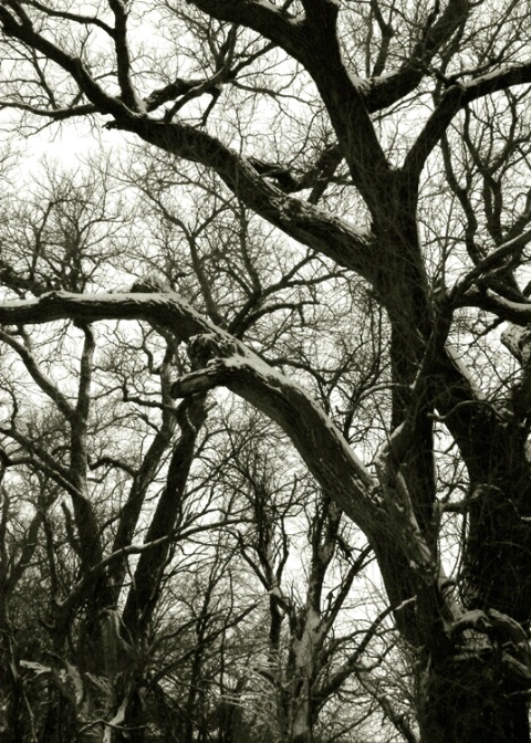 Snow Trees #1