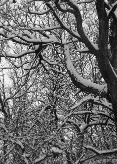 Snow Trees #2