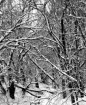 Snow Trees #3