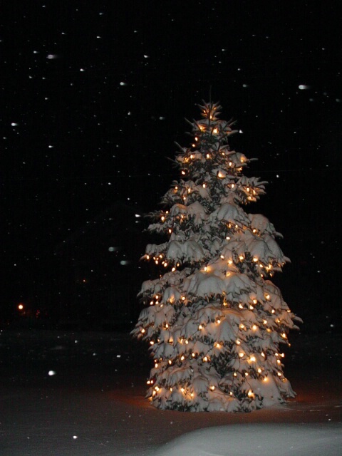 A Cristmas Tree with Character...Snow