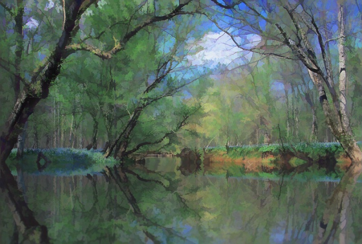 Reflection on Virginia Bluebells