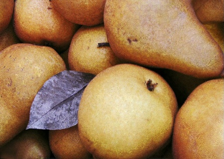 Farmstand Pears
