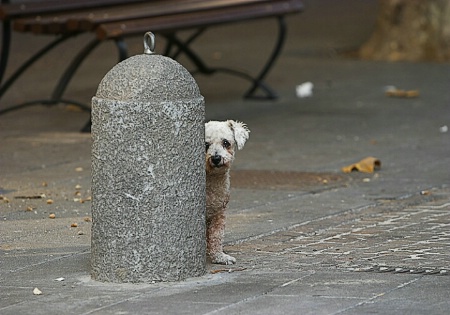 Stray dog. Taken in Naples, Italy