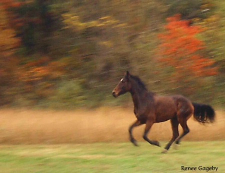 Romeo in Flight