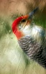 Through a Glass D...