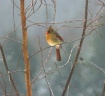 Female Cardinal