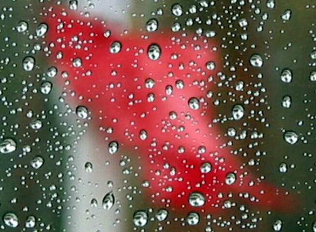 Rain drops - ID: 249969 © Hasmik Hatamian