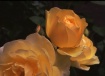 Yellow rose trio
