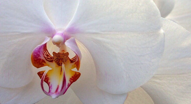 Orchid Face