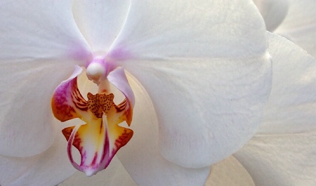 Orchid Face
