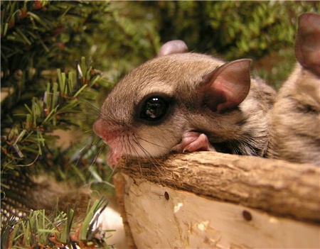 Southern Flying Squirrel