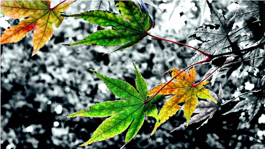 Japanese Maple Leaves