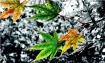 Japanese Maple Le...