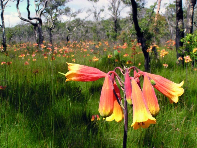 Aussie Christmas Bells.