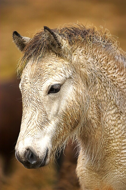 Icelandic Baby Horse