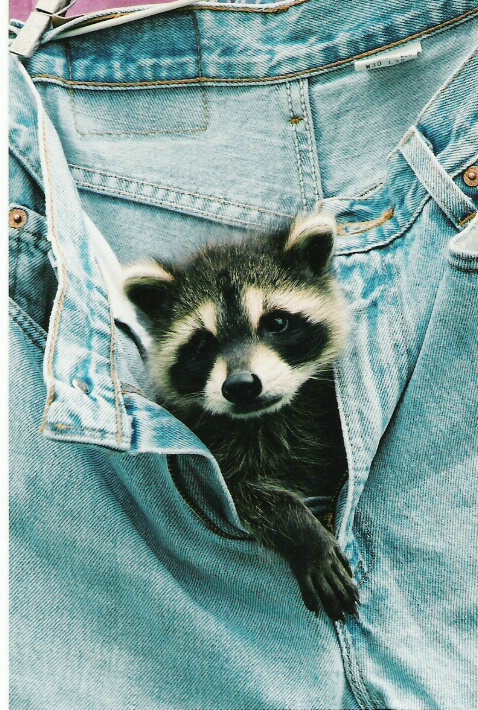raccoon in jeans