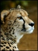 Winter Cheetah